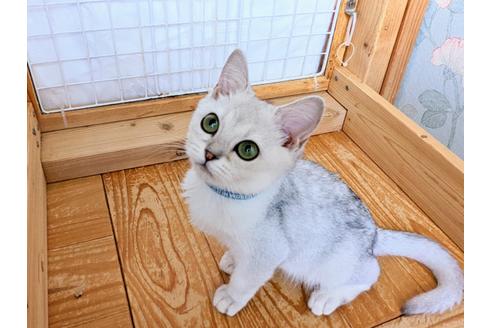 成約済の東京都のその他の猫種-29662の20枚目
