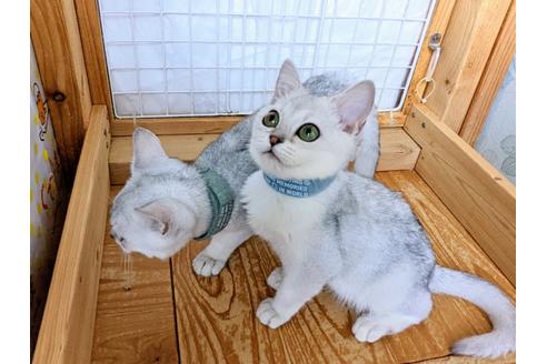 成約済の東京都のその他の猫種-29662の19枚目
