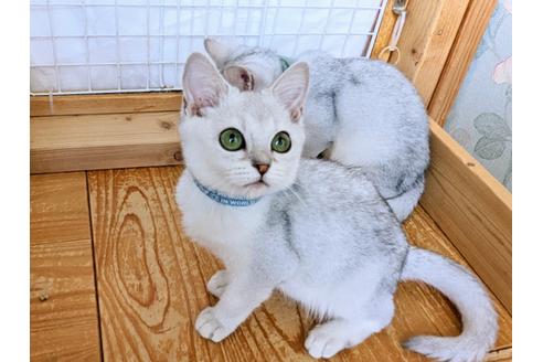 成約済の東京都のその他の猫種-29662の18枚目