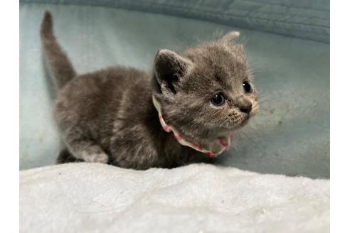 成約済の神奈川県のスコティッシュフォールド-37504の2枚目