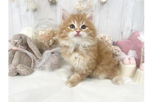 成約済の大阪府のサイベリアン-36374