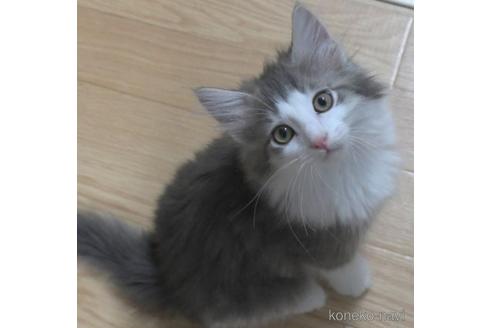 成約済の茨城県のノルウェージャンフォレストキャット-30963の1枚目