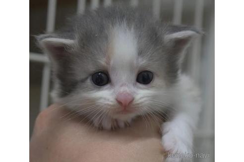 成約済の茨城県のノルウェージャンフォレストキャット-37640の3枚目