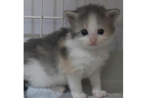 成約済の茨城県のノルウェージャンフォレストキャット-37640の5枚目