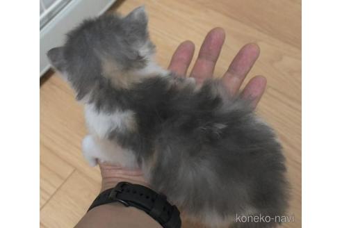 成約済の茨城県のノルウェージャンフォレストキャット-37640の2枚目