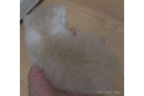 成約済の茨城県のノルウェージャンフォレストキャット-37643の2枚目