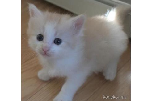 成約済の茨城県のノルウェージャンフォレストキャット-37643の4枚目