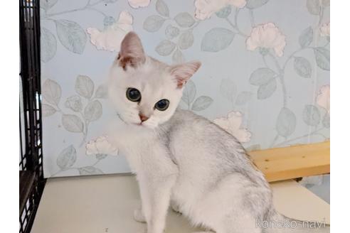 成約済の東京都のその他の猫種-29662の14枚目