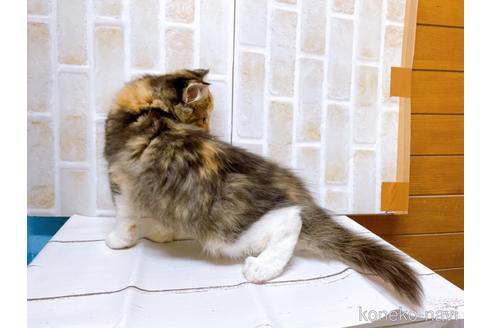 成約済の東京都のスコティッシュフォールド-37812の2枚目