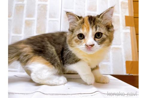 成約済の東京都のスコティッシュフォールド-37812の1枚目