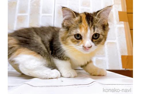 成約済の東京都のスコティッシュフォールド-37812の3枚目