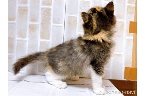 成約済の東京都のスコティッシュフォールド-37812の4枚目