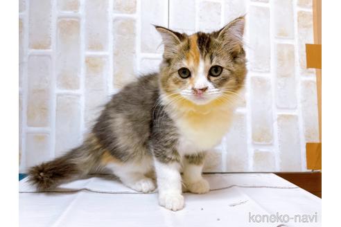 成約済の東京都のスコティッシュフォールド-37812の5枚目