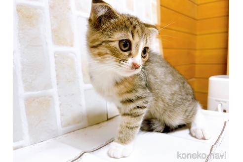 成約済の東京都のスコティッシュフォールド-37811の5枚目