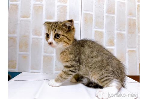 成約済の東京都のスコティッシュフォールド-37811の6枚目