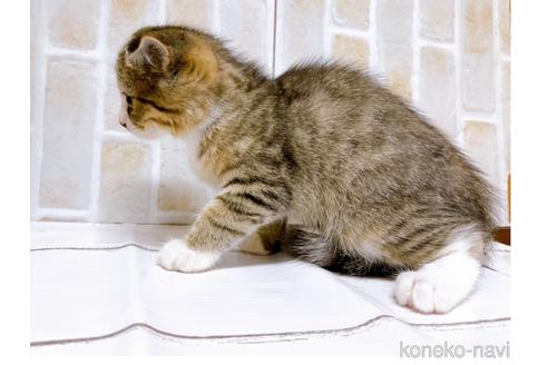 成約済の東京都のスコティッシュフォールド-37811の8枚目