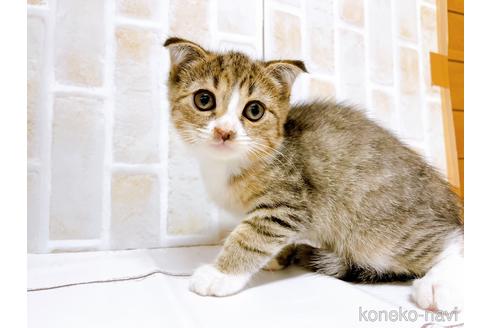 成約済の東京都のスコティッシュフォールド-37811の9枚目