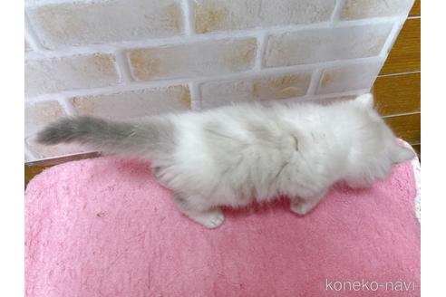 成約済の東京都のサイベリアン-37813の3枚目