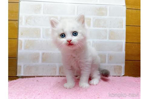 成約済の東京都のサイベリアン-37813の4枚目