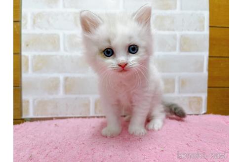 成約済の東京都のサイベリアン-37813の1枚目