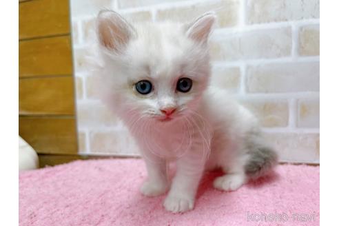 成約済の東京都のサイベリアン-37813の2枚目