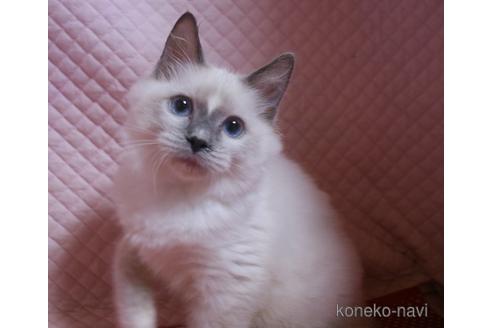 成約済の静岡県のラグドール-32954の2枚目