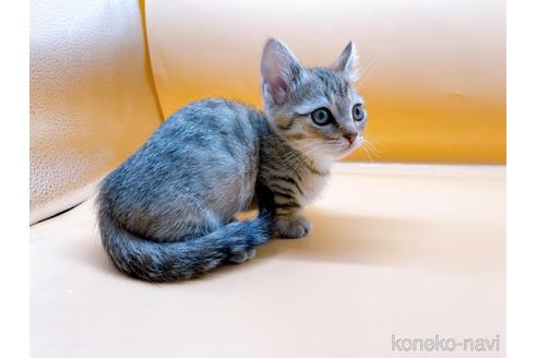 成約済の東京都のジェネッタ-37913の7枚目