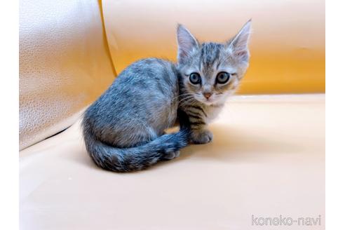 成約済の東京都のジェネッタ-37913の8枚目