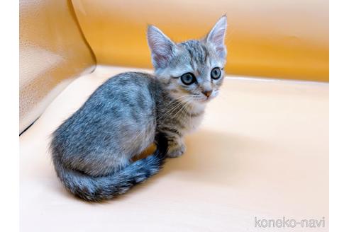 成約済の東京都のジェネッタ-37913の9枚目