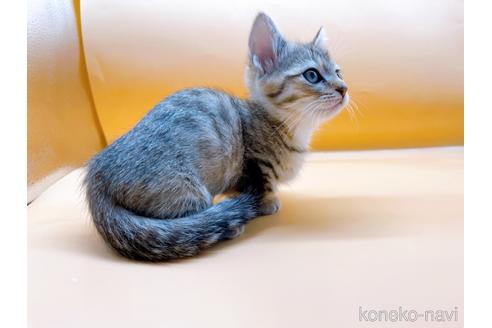 成約済の東京都のジェネッタ-37913の10枚目