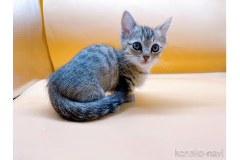 成約済の東京都のジェネッタ-37913の11枚目