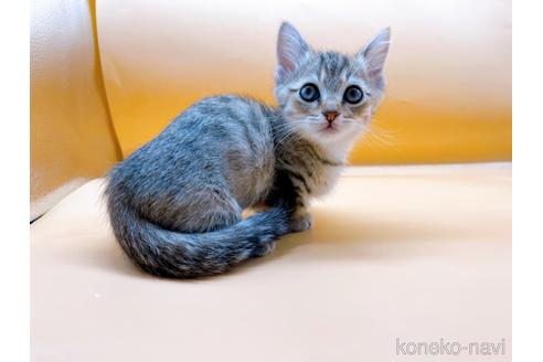 成約済の東京都のジェネッタ-37913の6枚目