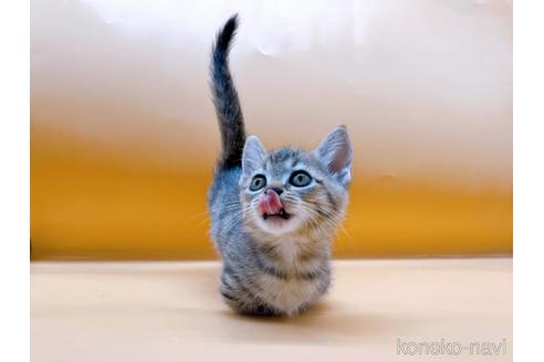 成約済の東京都のジェネッタ-37914の5枚目