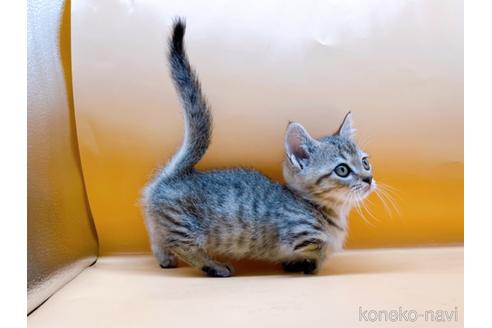 成約済の東京都のジェネッタ-37914の2枚目