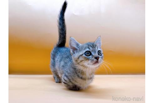 成約済の東京都のジェネッタ-37914の3枚目