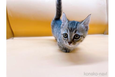 成約済の東京都のジェネッタ-37914の4枚目