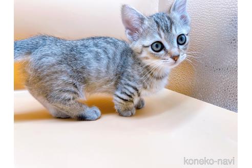 成約済の東京都のジェネッタ-37914の1枚目