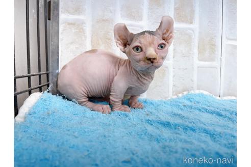 成約済の東京都のその他の猫種-37917の12枚目