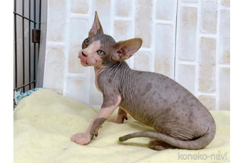 成約済の東京都のスフィンクス-37951の2枚目