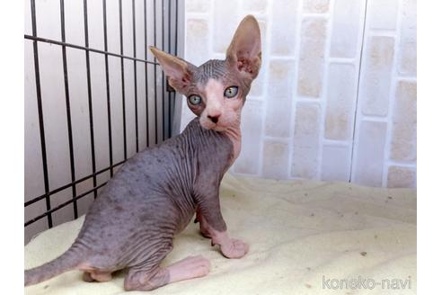 成約済の東京都のスフィンクス-37951の1枚目