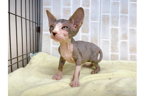 成約済の東京都のスフィンクス-37951の3枚目