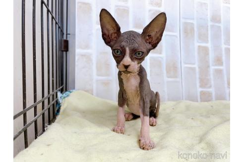 成約済の東京都のスフィンクス-37954