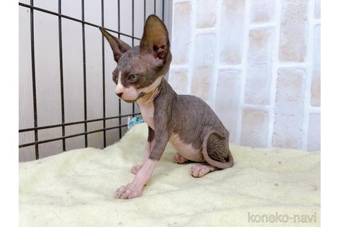 成約済の東京都のスフィンクス-37954の4枚目