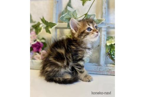 成約済の大阪府のサイベリアン-37989の2枚目