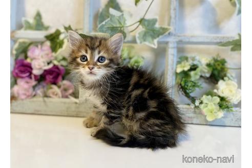 成約済の大阪府のサイベリアン-37989の4枚目