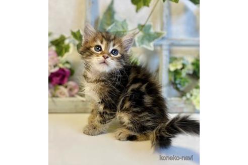 成約済の大阪府のサイベリアン-37989の3枚目