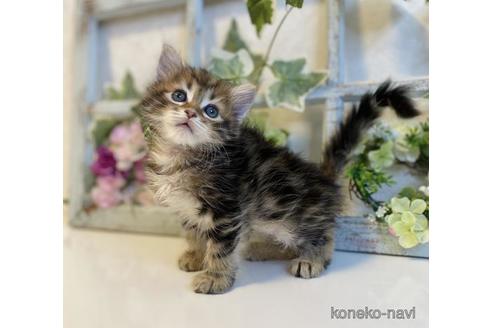 成約済の大阪府のサイベリアン-37989の5枚目