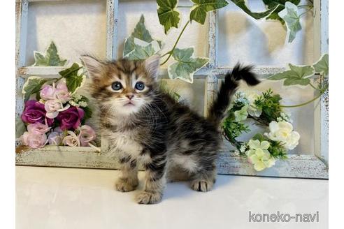 成約済の大阪府のサイベリアン-37989の6枚目