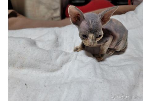 成約済の千葉県のその他の猫種-35338の3枚目