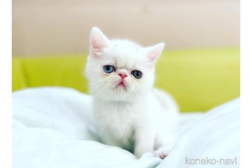 【確認用】エキゾチックショートヘア♡
